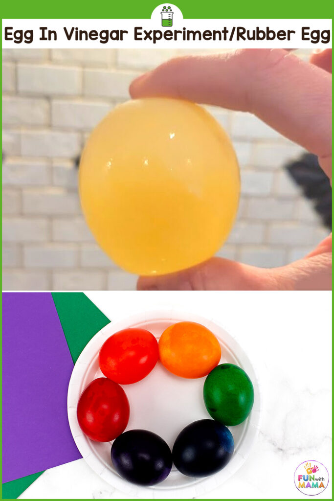 naked egg in vinegar experiment to make rubber eggs