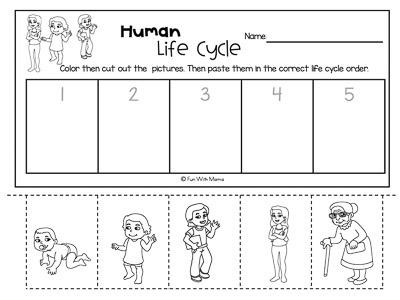 human life cycle worksheet