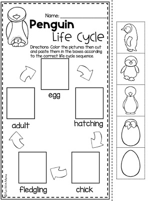 life cycle of a penguin diagram