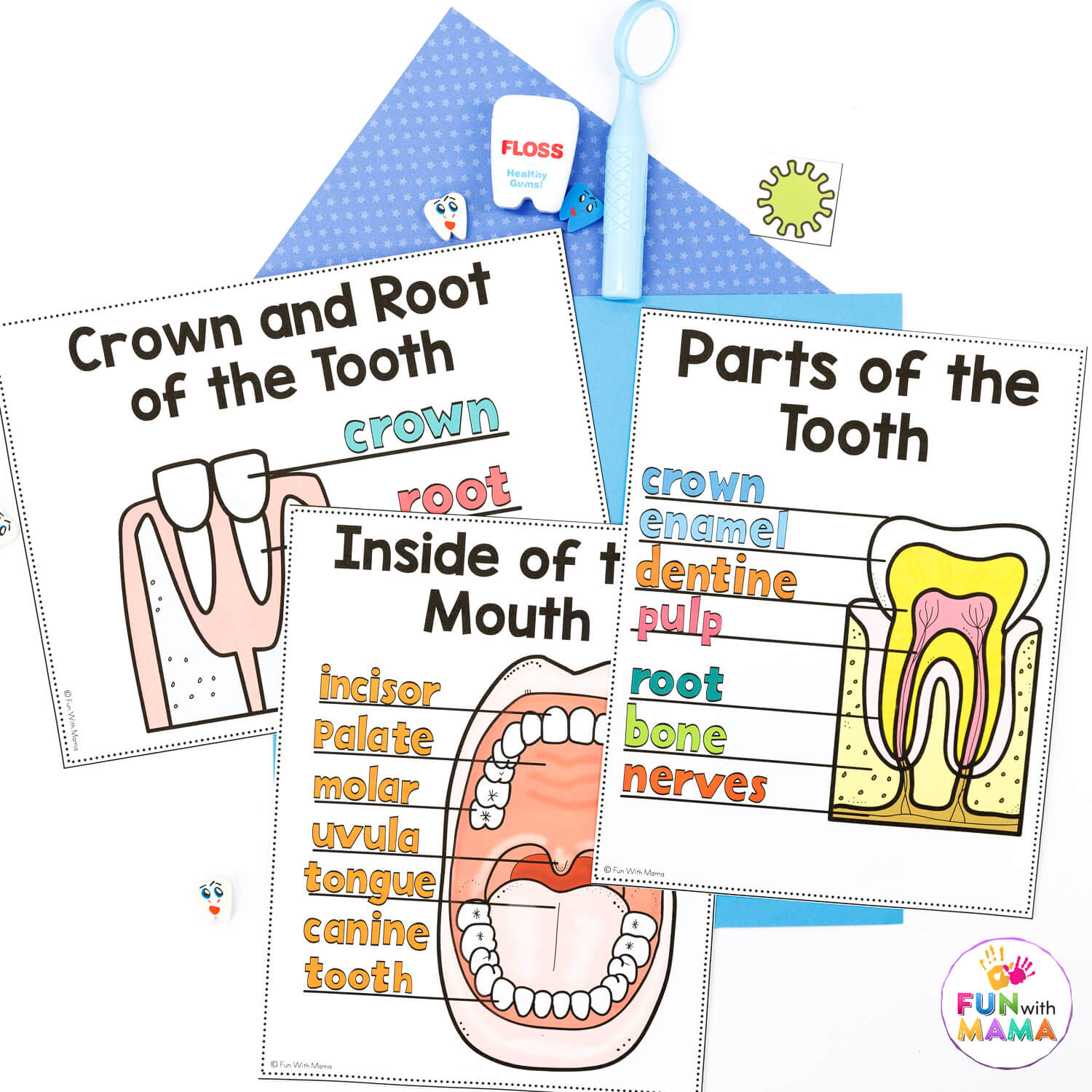 dental-health-tooth-anatomy