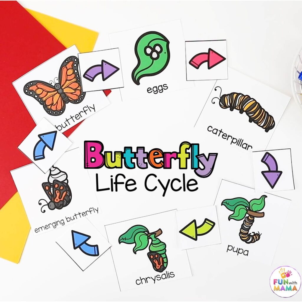 butterfly life cycle wheel