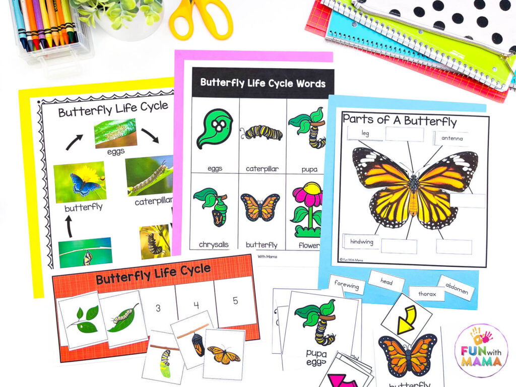 butterfly life cycle activities