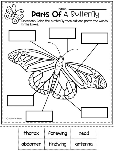 parts of a butterfly worksheet