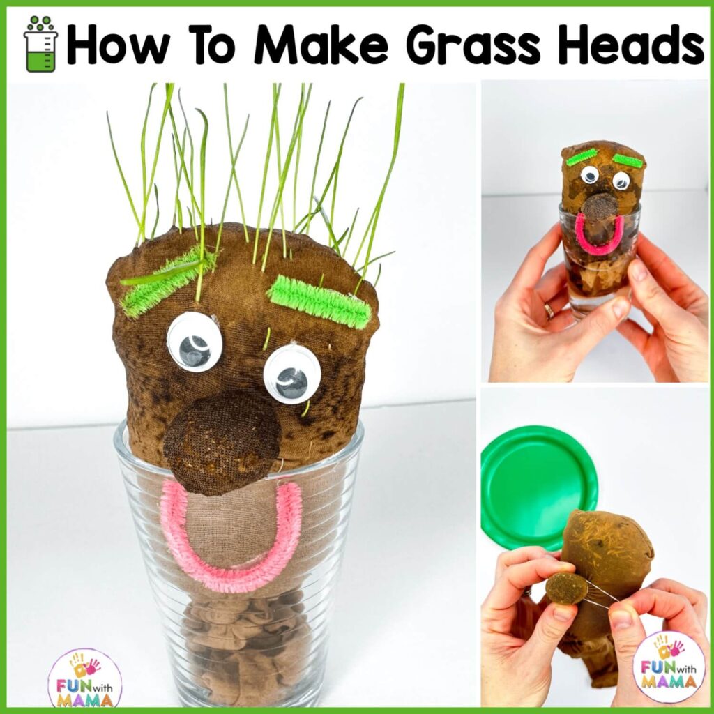 growing grass heads in a cup