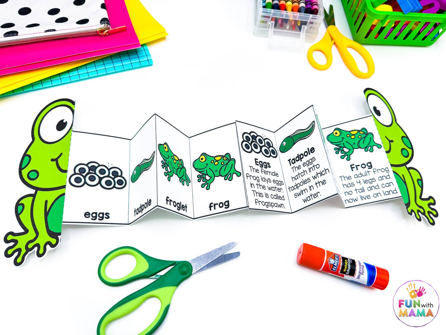 frog craft life cycle