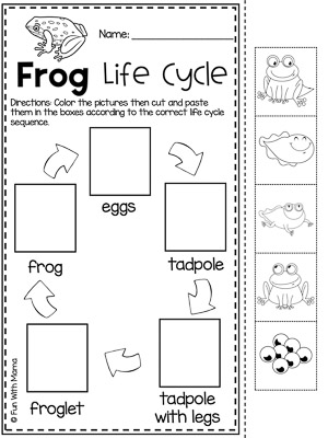 frog life cycle worksheet