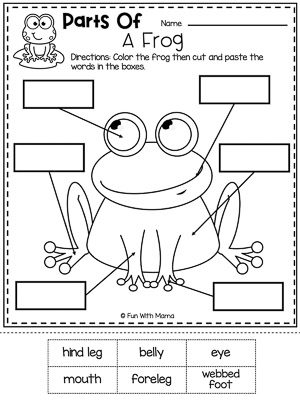 parts of a frog worksheet