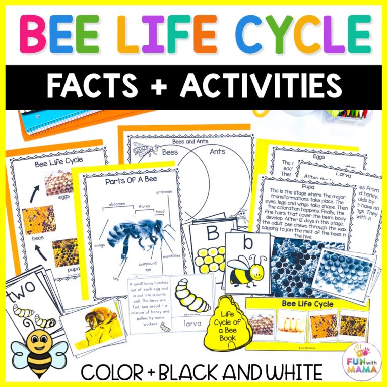 Bee Life Cycle Printables For Kids - Fun with Mama